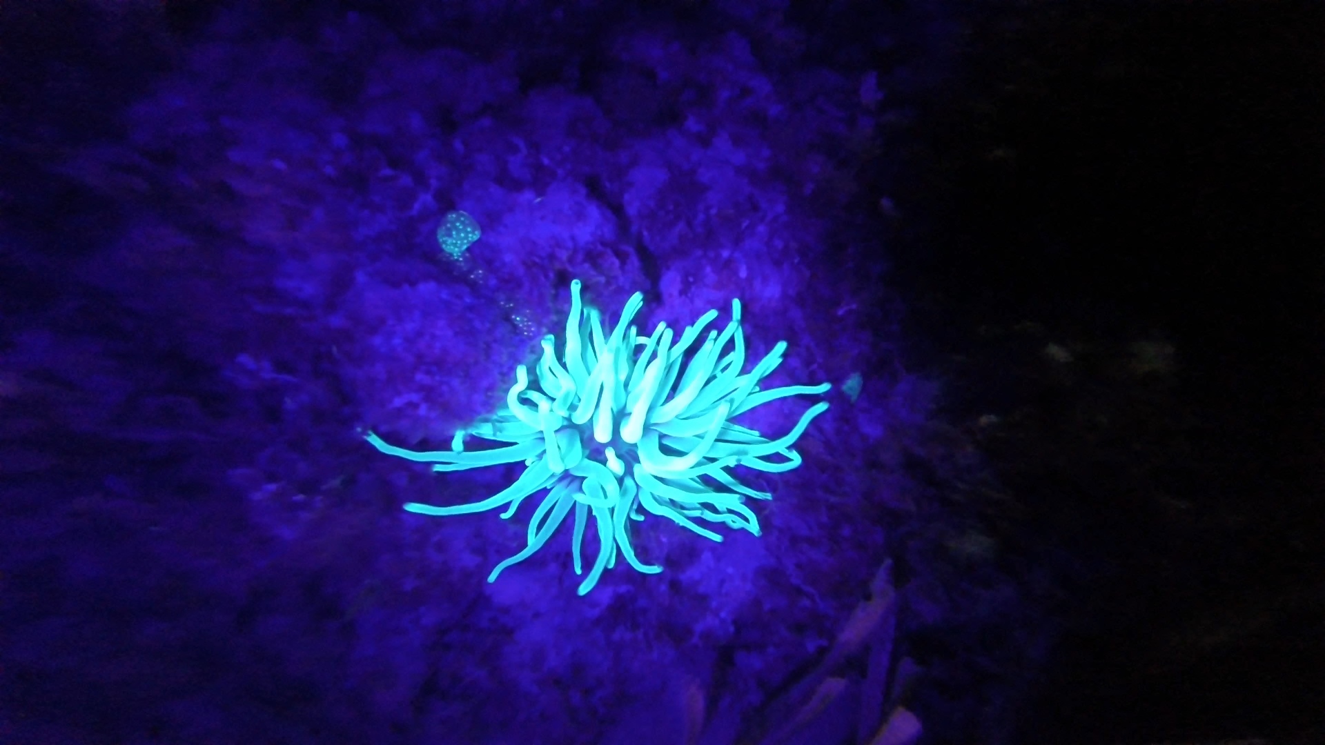 Grand Cayman, BWI – June 2017