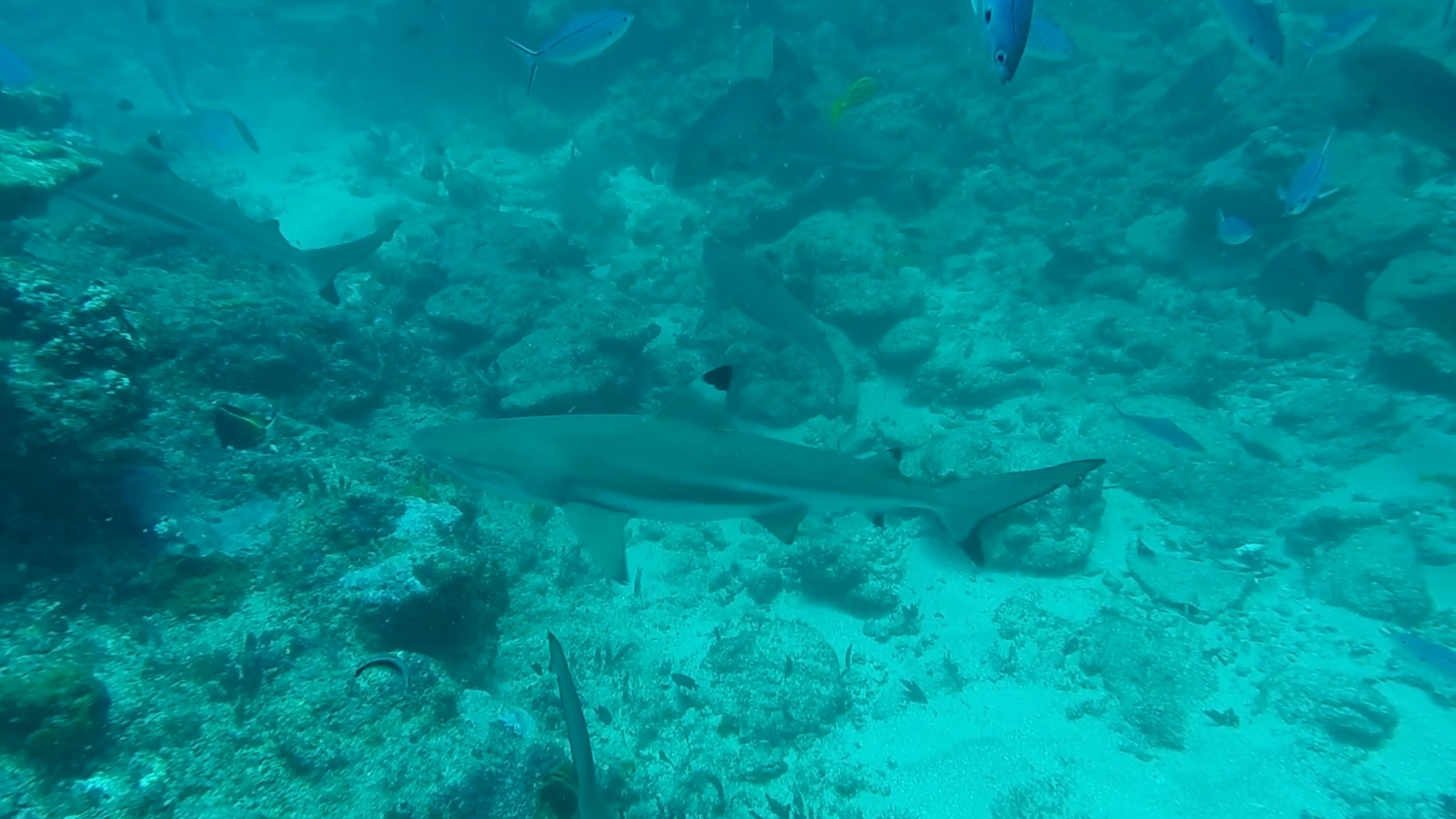 Coral Coast, Fiji – November 2015