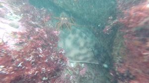 La Jolla Cove, California – July 2018