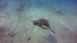 Oahu, Hawaii – September 2015